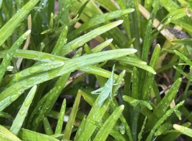 会社の植込み