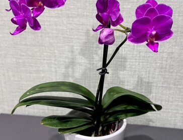 ２０２６年丙午　新年ご挨拶