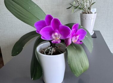 植物の生命力